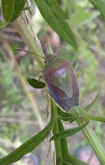 Piezodorus lituratus