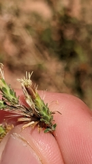 Brickellia microphylla scabra