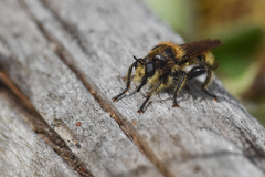 Laphria