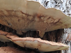 Ganoderma applanatum