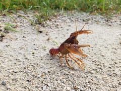 Procambarus gracilis