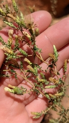 Brickellia microphylla scabra