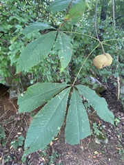 Aesculus flava