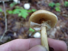 Agrocybe