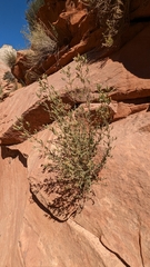 Brickellia microphylla scabra