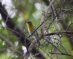 Vireo flavifrons