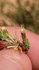 Brickellia microphylla scabra