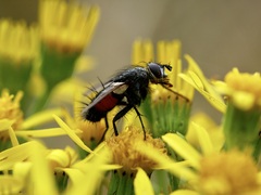 Eriothrix rufomaculata