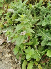 Mentha arvensis