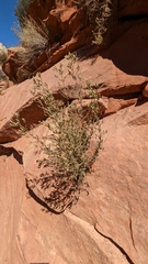 Brickellia microphylla scabra