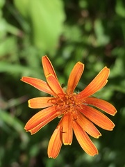Agoseris aurantiaca