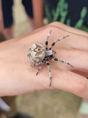 Araneus grossus
