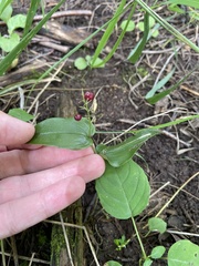 Maianthemum canadense