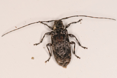 Pseudastylopsis nebulosus