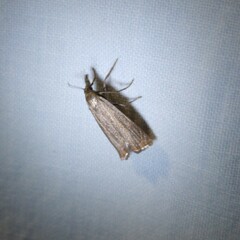 Chrysoteuchia culmella