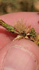 Brickellia microphylla scabra