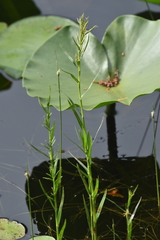 Dulichium arundinaceum