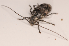 Pseudastylopsis nebulosus