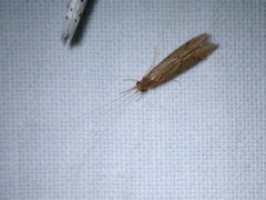 Oecetis lacustris