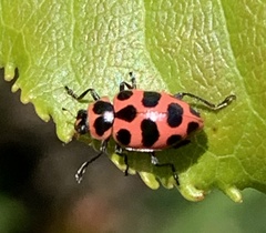 Coleomegilla maculata