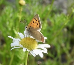 Lycaena phlaeas
