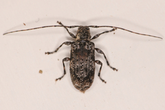 Pseudastylopsis nebulosus