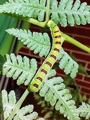 Callopistria floridensis