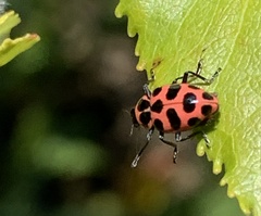 Coleomegilla maculata