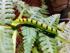 Callopistria floridensis