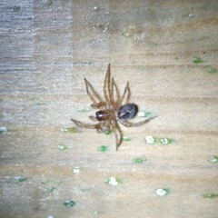 Amaurobius