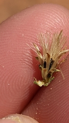 Brickellia microphylla scabra