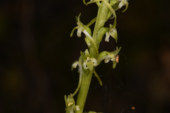 Platanthera elongata