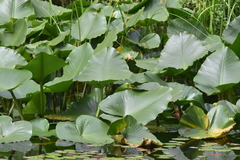 Nuphar polysepala