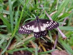 Catasticta nimbice