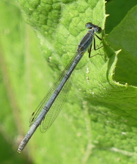Ischnura verticalis