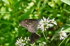 Euploea mulciber barsine