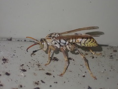 Polistes olivaceus