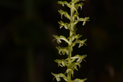 Platanthera elongata