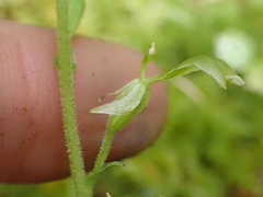 Neottia convallarioides