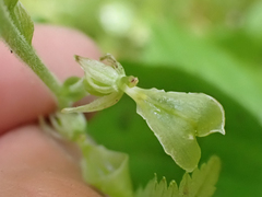 Neottia convallarioides