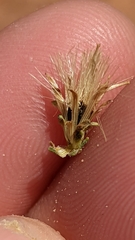 Brickellia microphylla scabra