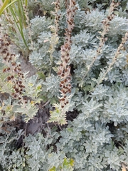 Artemisia stelleriana