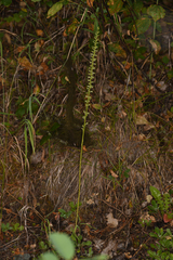 Platanthera elongata