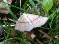 Cyclophora punctaria