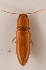 Dolerosomus blaisdelli