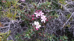 Philotheca buxifolia