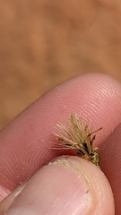 Brickellia microphylla scabra