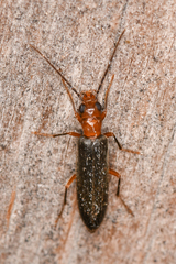 Xanthochroina bicolor