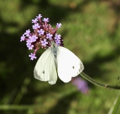 Pieris napi