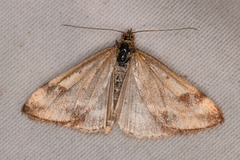 Pyraustini